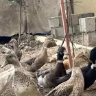 بط بلدي وشيرشري