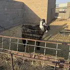 للبيع معزا وجفار تربيه