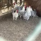 ديوك فيومي
