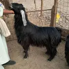 تم البيع الله يبارك للمشتري