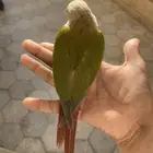 كنيور هدد انناسي