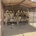 حمام البيع