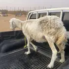 شاه حريه