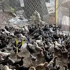 صوص عمر شهر