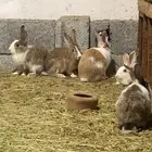 ارانب منتجه للبيع