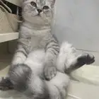 انثى سكوتش سليفر بيور صافي العمر 4 شهور