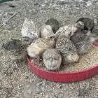 سمان. تم البيع