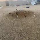 فروخ أختي دجاج