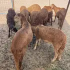 سواكن حمري شرط مرباه خمس شهور وعليها فل شحم ماشالله