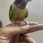 كنيور أنثى اليف هدد داخلي