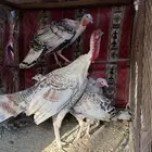 طقم دجاج رومي