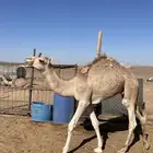 قعود اللبيع شكل وسلاله