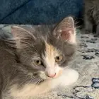قطط للتبني