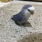 روز فايلت اليف