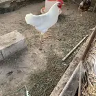 ديك لوهمان