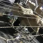 طليان برابر واحد جذع واحد ثني