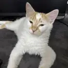 قط شيرازي