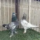 للبيع حمام ايراني قلابي