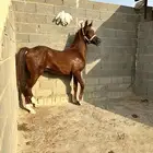 مهر للبيع شعبي