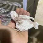 فرخ روز غر البينو