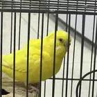 طير بادجي اليف انثى