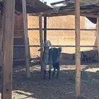 شاه للبيع دفع ويقربه تولد السوم وصال 1000