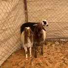 نعيم خروف ورخل