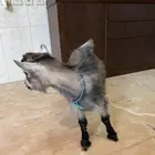 ماعز قزم للبيع