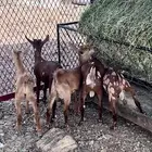 تيوس العمر شهر ونص العدد 5