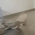 ذكر كروان
