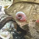 حلزون رامشورن