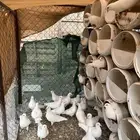 حمام فرنسي