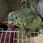 ببغاء امزوني