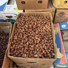 تمر صفري بيشه