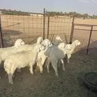 بهم حري