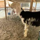 خروف نجدي جذع