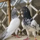 حمام بكستاني قولدنات