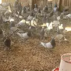 للبيع حمام فرنسي سلفر سوبر جانبو