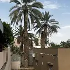 نخلتين بدون مقاب ل