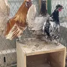 طقم دجاج حباحب ملون مستوى طيب