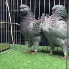 زوج مودينا امريكي