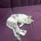 ثنين قطط للبيع صغيره وكبيره