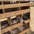 حمام بكستاني