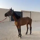 فرس