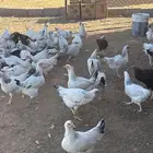دجاج سوسكس الاجليزي العملاق