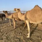 لقحات نياق مراح واحد وسم واحد ملاقي الحد من6800