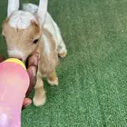 ماعز قزم أمريكي تشيكي