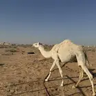 بكره لقثه مشروطه