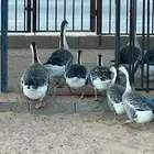 للبيع وز عراقي
