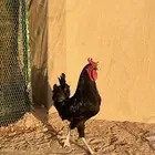 للبيع ديك ابو تاج عربي